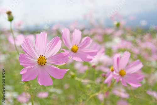 Joy Cosmos Flowers -                            