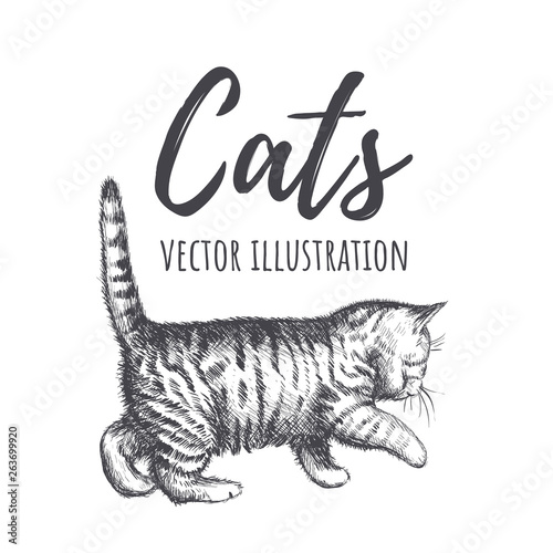 Kitten walks vector illustration. 