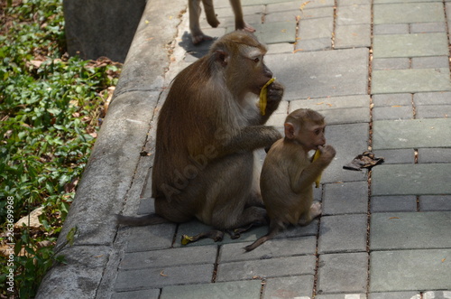 Thailang monkey