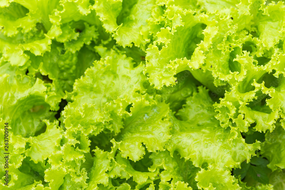 Green vegetable growing in the nursery, Agriculture concept.Thailand. Green vegetable growing in the nursery, Agriculture concept.Thailand.