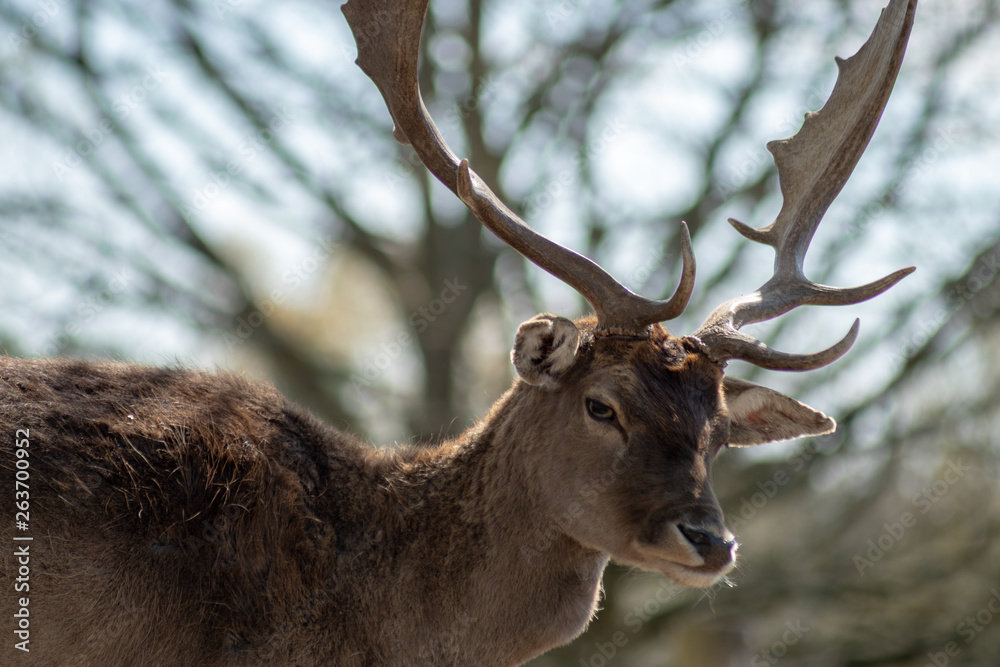Portrait Kopf von Hirsch mit schönem Geweih auf der Schönower Heide in Brandenburg Portrait Kopf von Hirsch mit schönem Geweih auf der Schönower Heide in Brandenburg