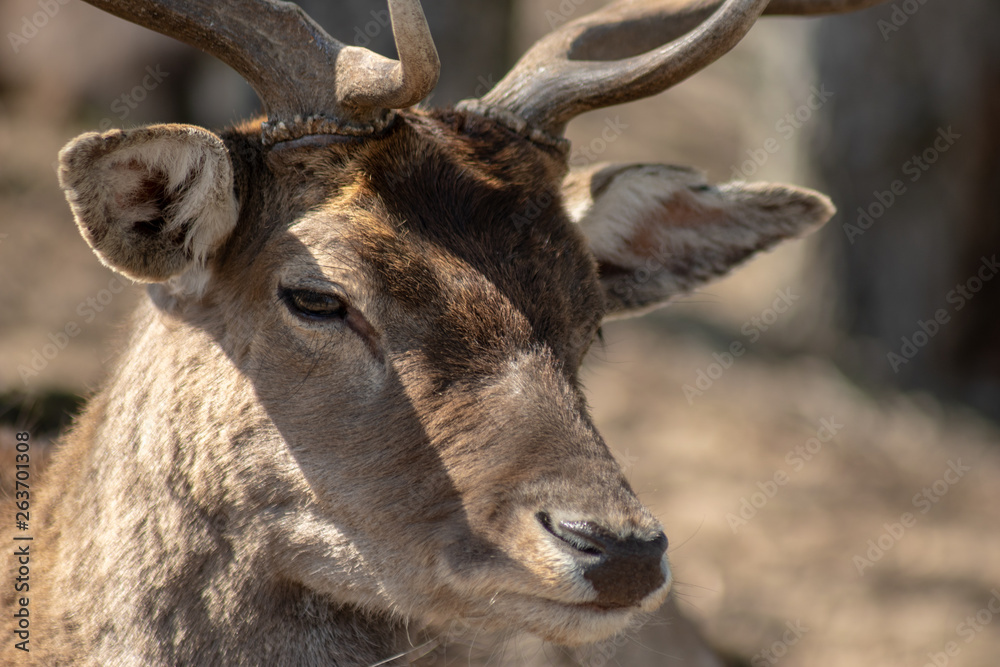 Portrait Kopf von Hirsch mit schönem Geweih auf der Schönower Heide in Brandenburg Portrait Kopf von Hirsch mit schönem Geweih auf der Schönower Heide in Brandenburg