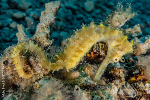 Sea       horse in the Red Sea Colorful and beautiful  Eilat Israel