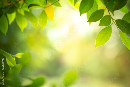 Closeup nature view of green leaf on blurred background