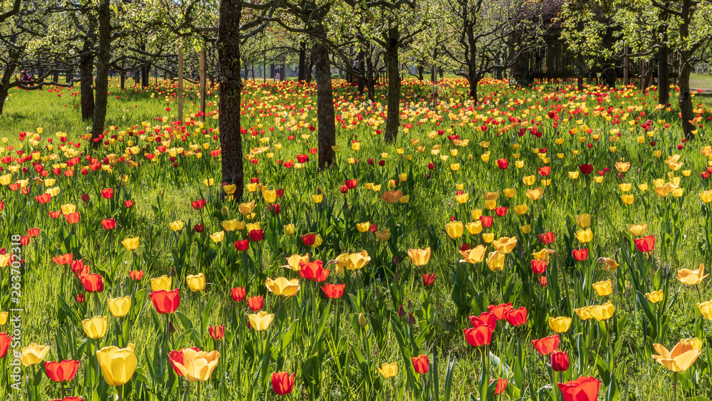 Wunschmotiv: Tulpenwiese #263702318