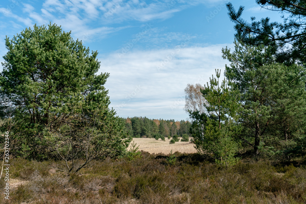 Panorama Blick auf eine Heide Landschaft in Brandenburg