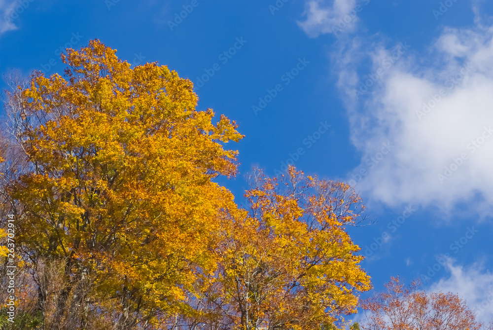 Yellow Leaves and blue sky in the Shirakami mountains - 白神山地の黄葉と青空