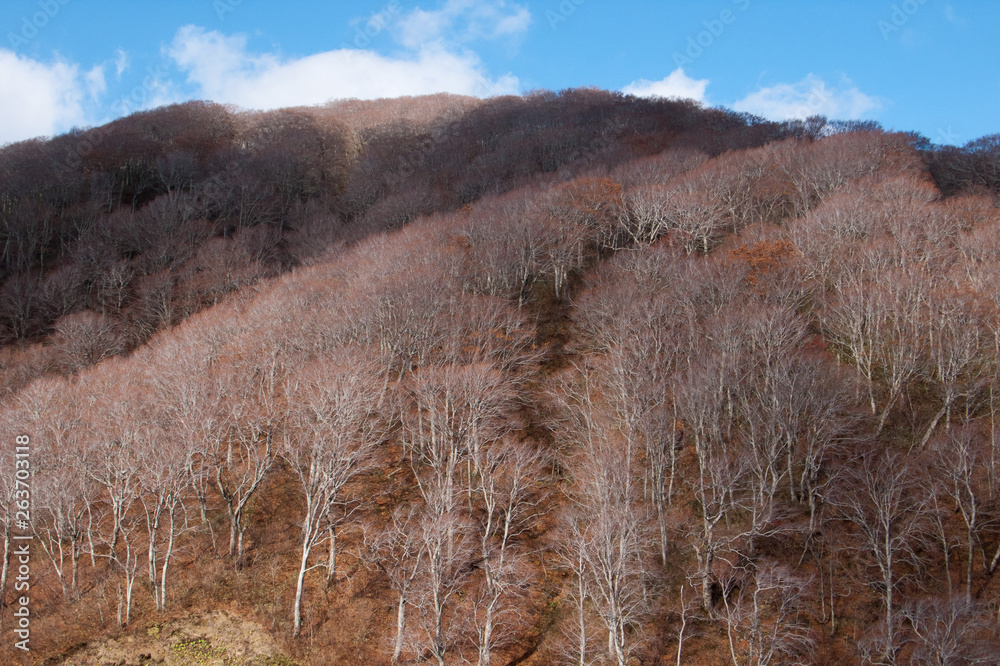 Beech forests in the Shirakami Mountains of Early winter - 冬枯れの白神山地のブナ林