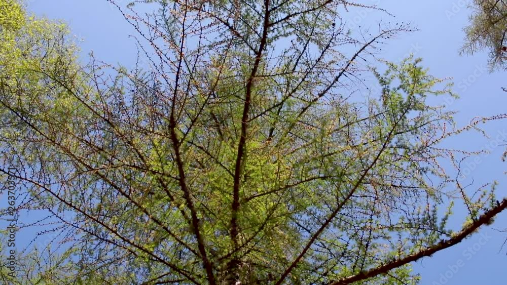 European Larch canopy against a blue sky in Scotland during spring/April with sliding motion and arc. European Larch canopy against a blue sky in Scotland during spring/April with sliding motion and arc.