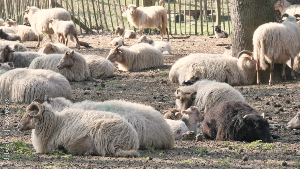Sheep and Lambs in spring season, new life Sheep and Lambs in spring season, new life