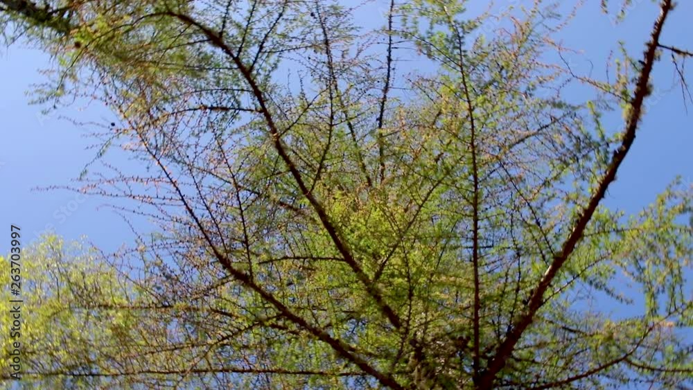 European Larch canopy against a blue sky in Scotland during spring/April with sliding motion and arc. European Larch canopy against a blue sky in Scotland during spring/April with sliding motion and arc.