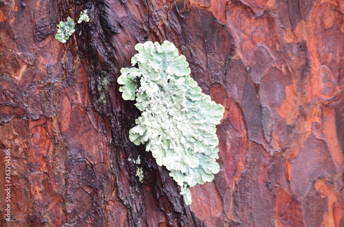Lichen Isolated on Tree Bark (Punctelia Rudecta)