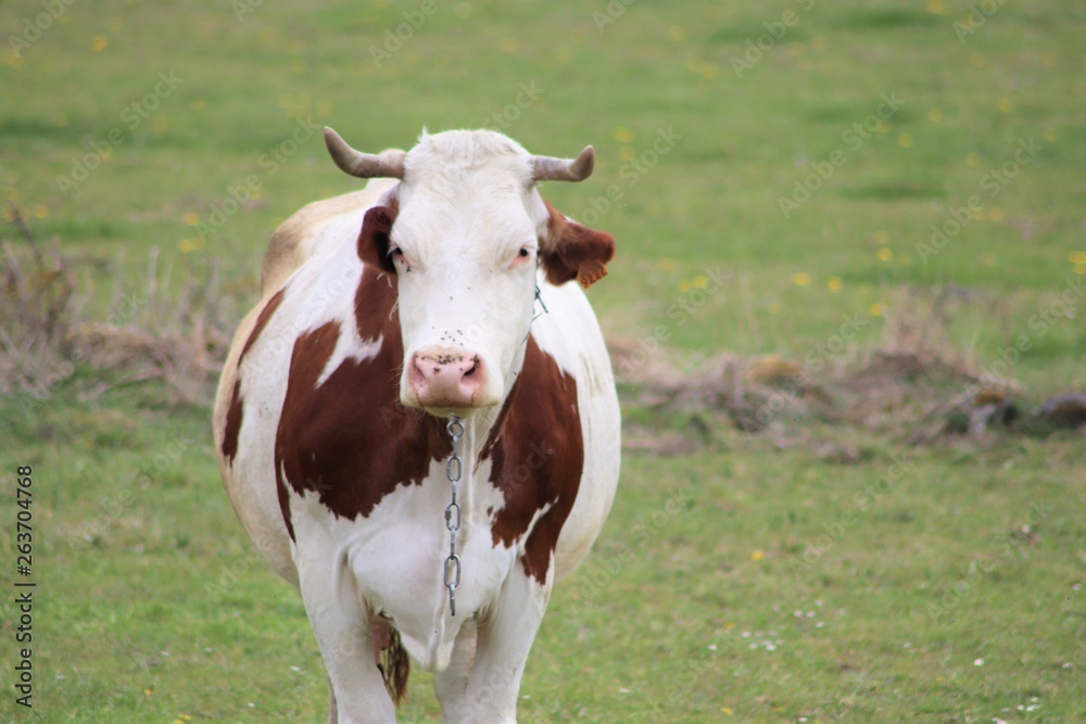 Vache montbéliarde dans son pré - vache laitière et à viande marron et blanc