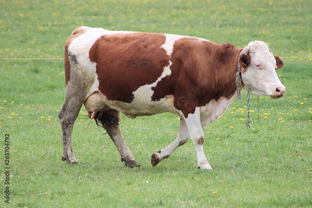 Vache montbéliarde dans son pré - vache laitière et à viande marron et blanc Vache montbéliarde dans son pré - vache laitière et à viande marron et blanc