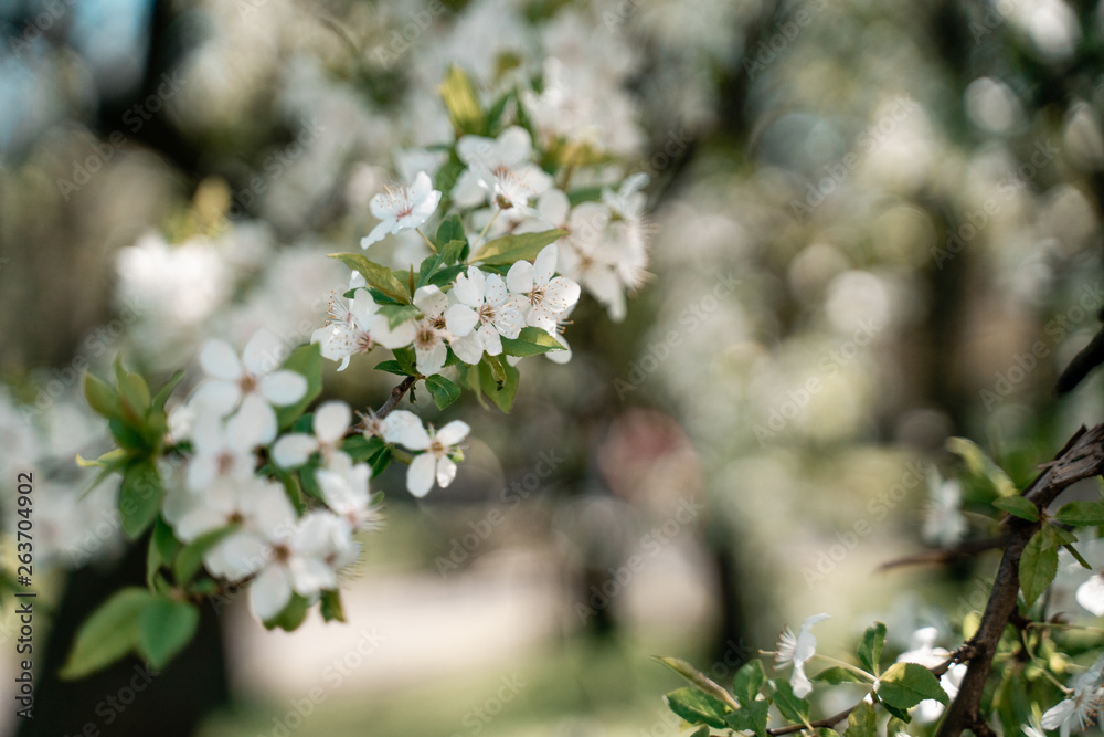 blooming cherry tree in spring blooming cherry tree in spring