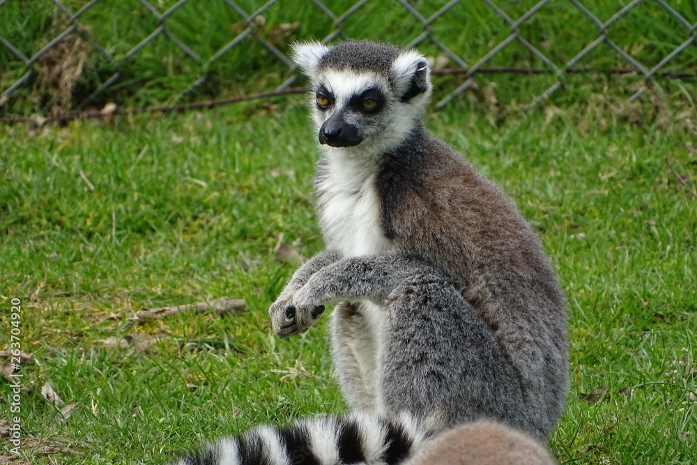 Fototapeta premium Ring tailed lemurs at the zoo