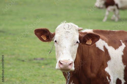 Vache montbéliarde dans son pré - vache laitière et à viande marron et blanc © ERIC