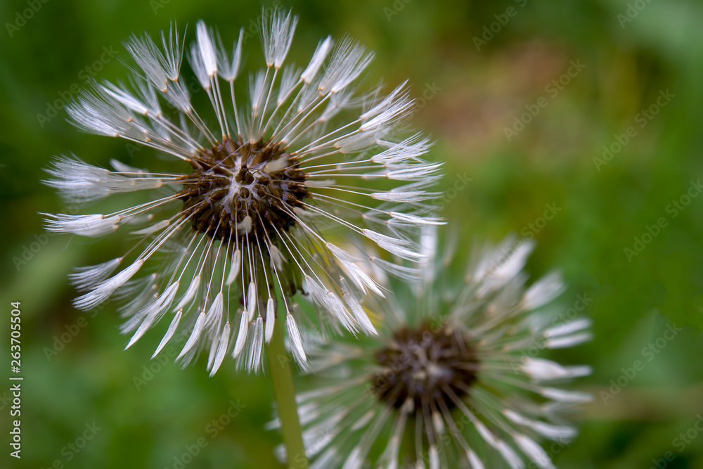 Macro photography of a dandelion seed head, with another in the background, sodden in morning dew. Captured at a garden in Bogota, Colombia. Macro photography of a dandelion seed head, with another in the background, sodden in morning dew. Captured at a garden in Bogota, Colombia.