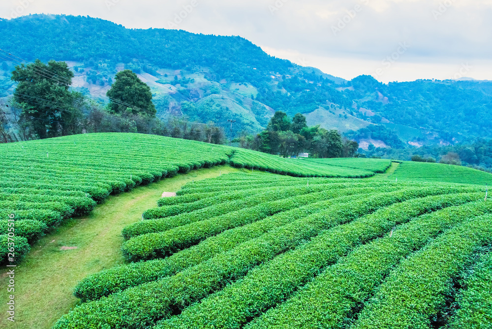 Landscape View at Tea Plantation in the morning on a Cloudy day.Thailand. Landscape View at Tea Plantation in the morning on a Cloudy day.Thailand.