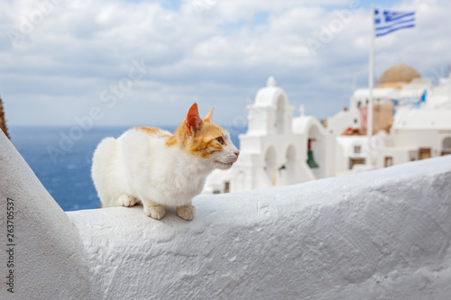 Photography Red cat on a background of the sea