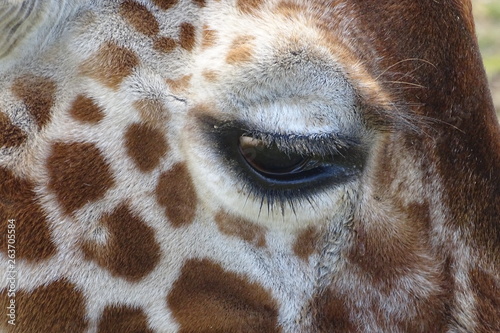 Photography Giraffes at the zoo