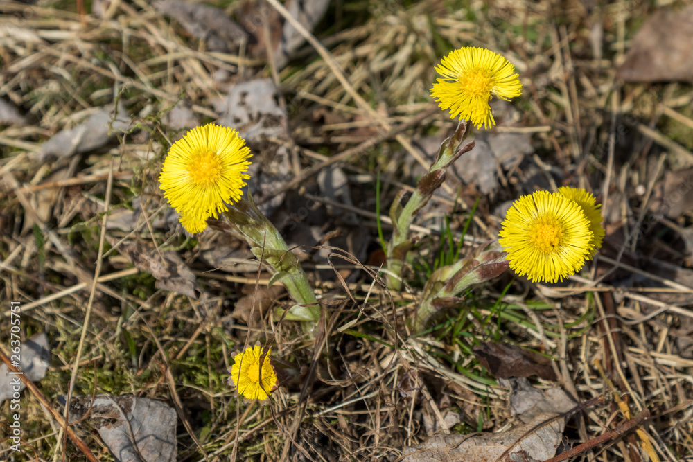Flowers mother-and-stepmother in early spring in the fields Flowers mother-and-stepmother in early spring in the fields