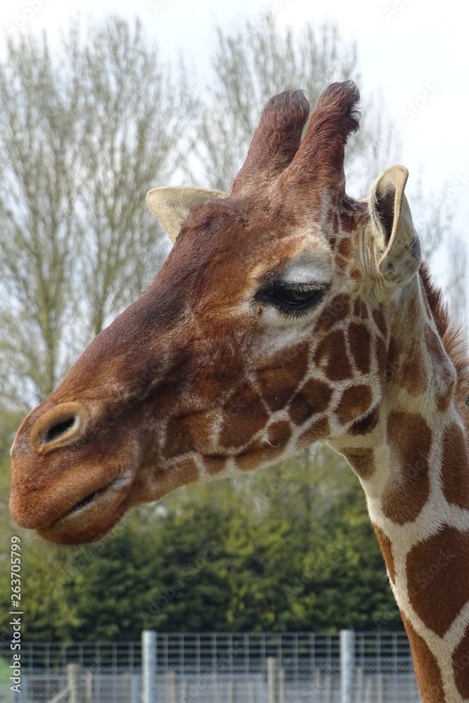 Naklejka premium Giraffes at the zoo