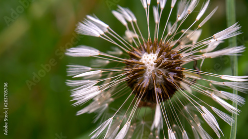 Macro photography of a dandelion seed head with the center exposed and sodden in morning dew. Captured at a garden in the city of Bogota  Colombia.