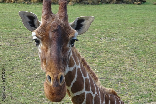 Photography Giraffes at the zoo