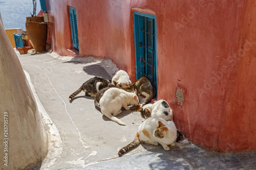 Stray cats eating dry food © Santorines