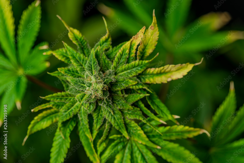 Afghan kush special variety of marijuana flower with black background Afghan kush special variety of marijuana flower with black background