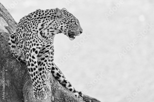 The Leopard Pose