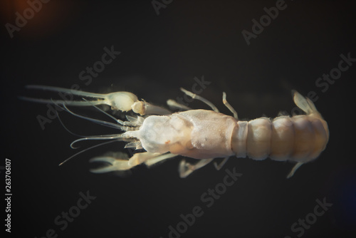 Top view of white raw shrimp isolated on black background with copy space for text.
