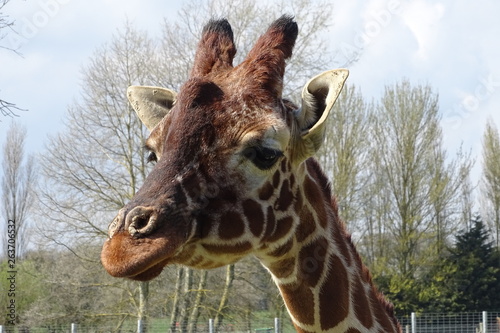 Canvas Print Giraffes at the zoo
