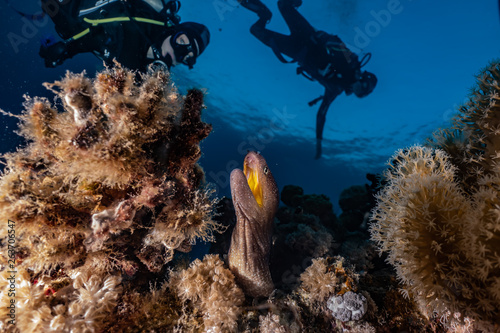 Fototapeta Naklejka Na Ścianę i Meble -  Moray eel Mooray lycodontis undulatus in the Red Sea, eilat israel