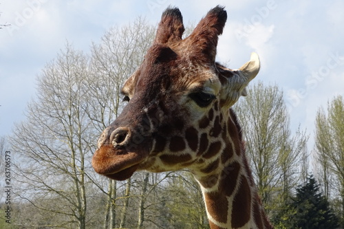 Photography Giraffes at the zoo
