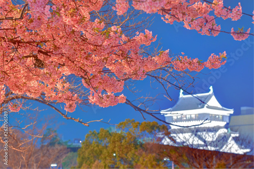 小倉城の夜桜