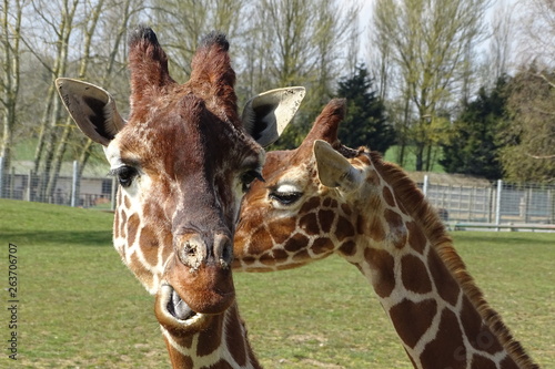 Photography Giraffes at the zoo