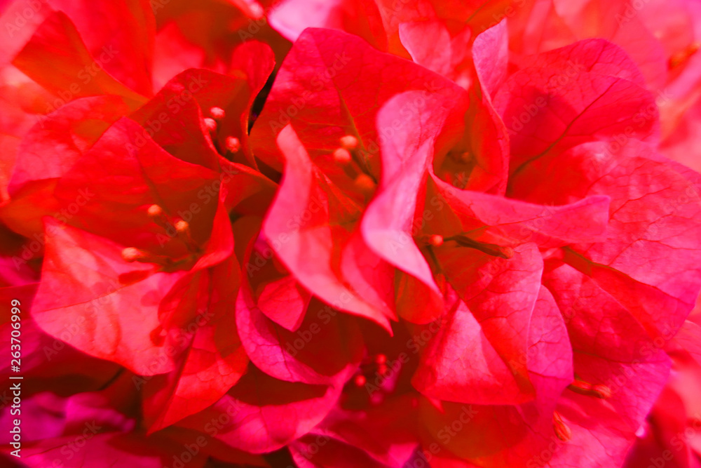 ブーゲンビリア1