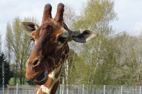 Canvas Print Giraffes at the zoo