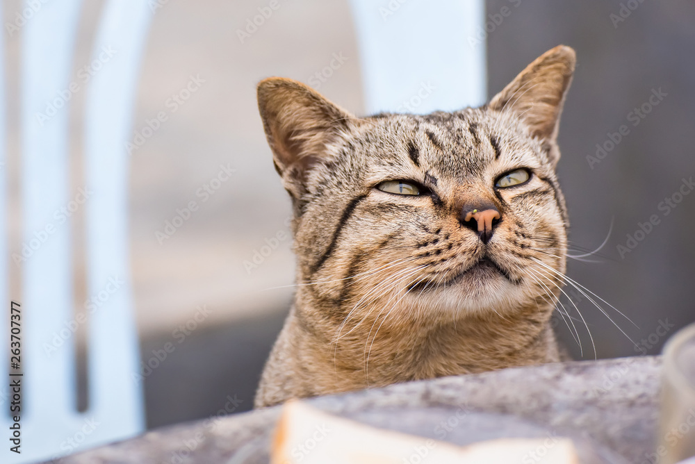 Cat sitting outdoors looking up for food in the morning.Thailand.