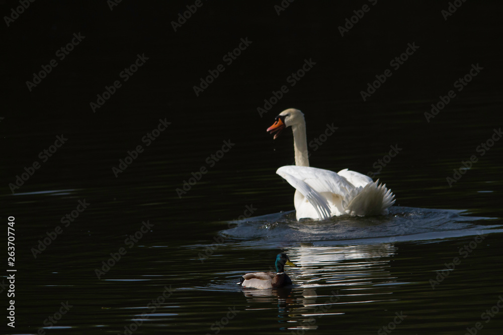 Fototapeta premium au bord de l'étang 