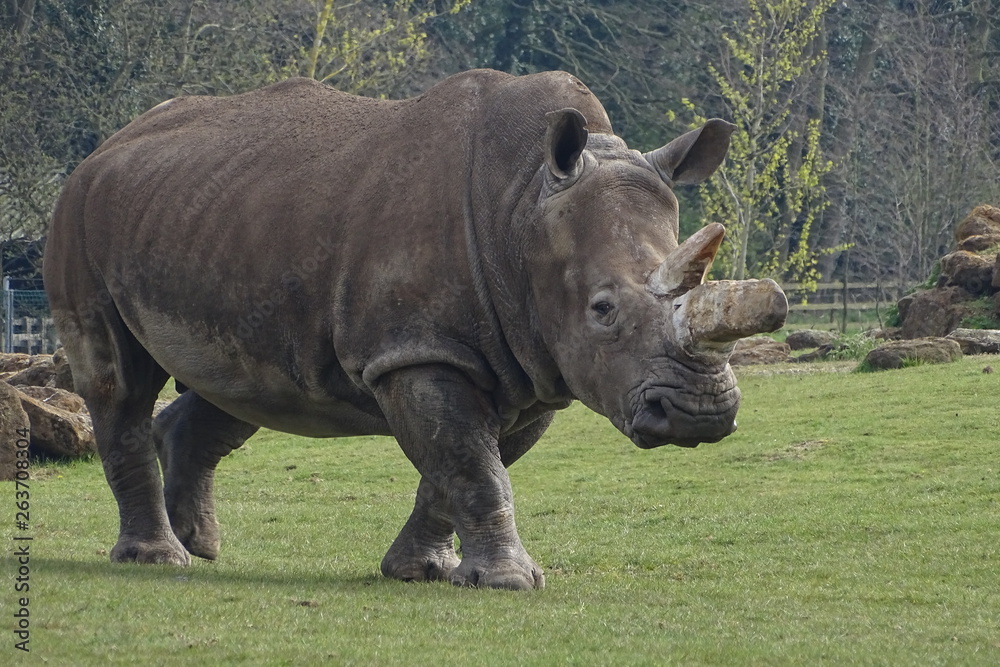 Fototapeta premium Rhinos at the zoo
