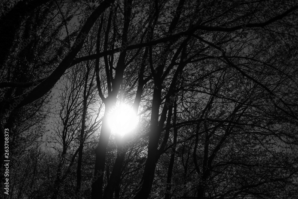 Schwarz/ Weiß Waldfotografie