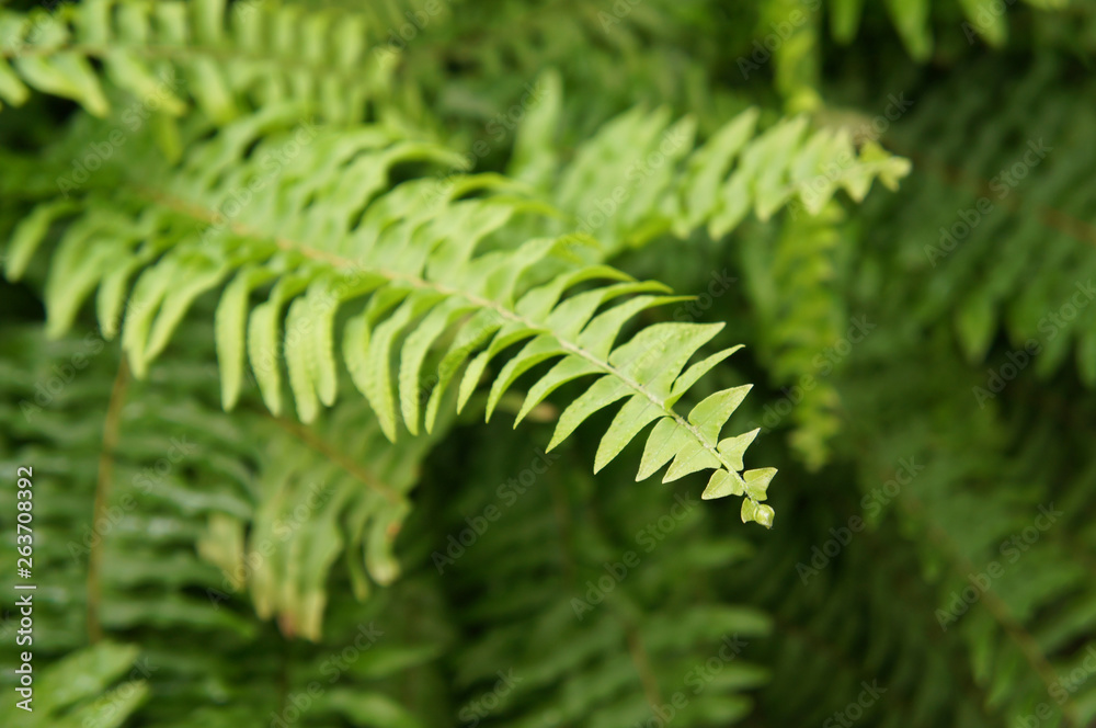 Nephrolepis exaltata sword fern green plant Nephrolepis exaltata sword fern green plant