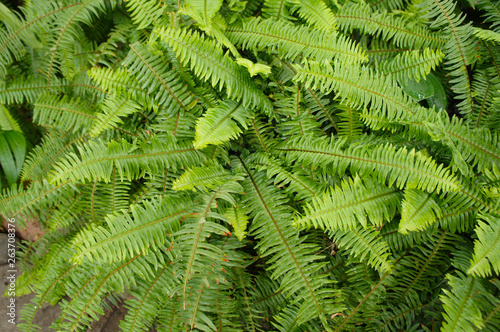 Green shrub nephrolepis exaltata sword fern
