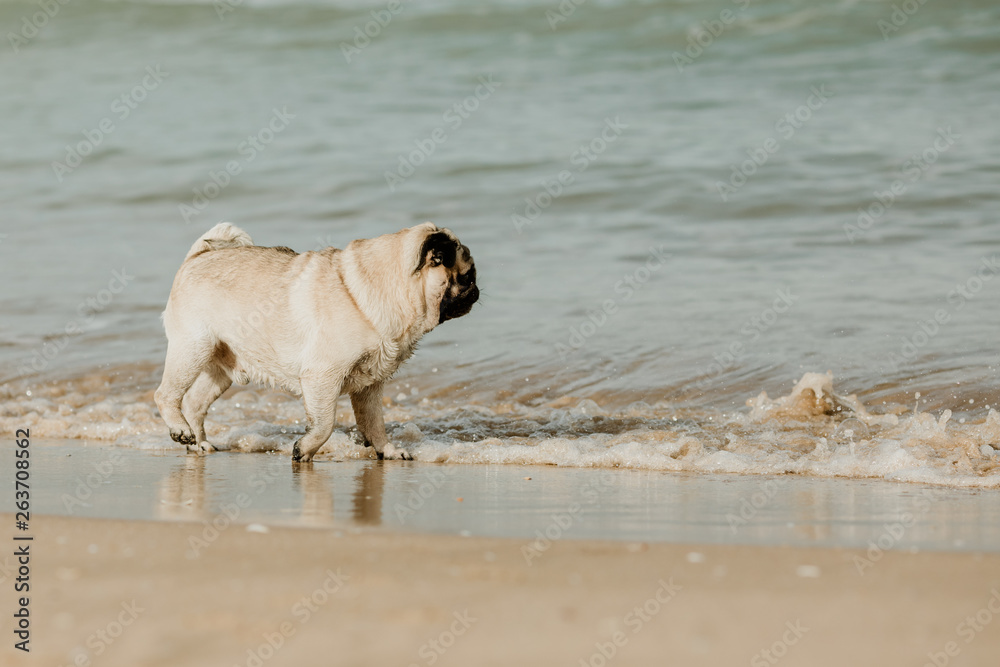 Pug dog at the beach by the sea