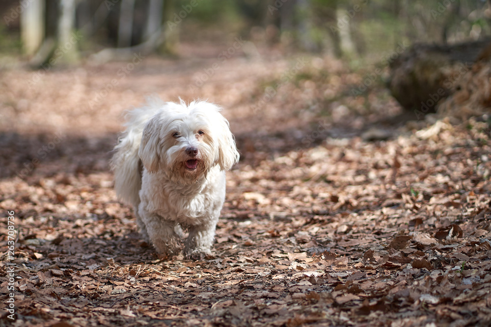 White havanese dog running in the forest