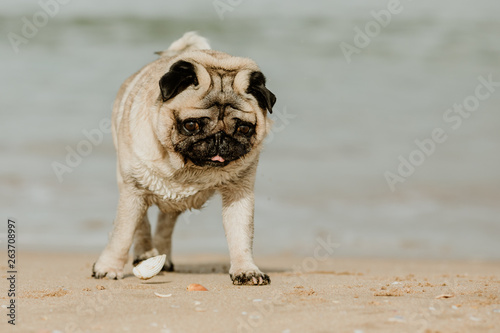 Pug dog at the beach by the sea © Loredana