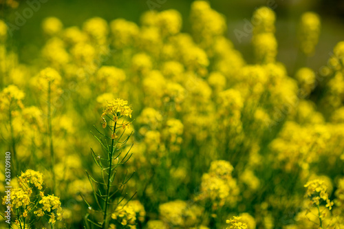 花　植物　蝶　昆虫　熱帯　開花　タンポポ © Imaging L